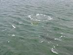 IMG_6417 IMG_6417