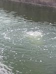 IMG_7384 IMG_7384