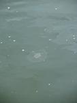 IMG_7387 IMG_7387