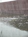 IMG_7463 IMG_7463