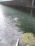 IMG_7575 IMG_7575