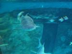 IMG_6378 IMG_6378