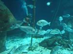IMG_6431 IMG_6431