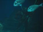 IMG_6434 IMG_6434