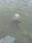 IMG_7960 IMG_7960