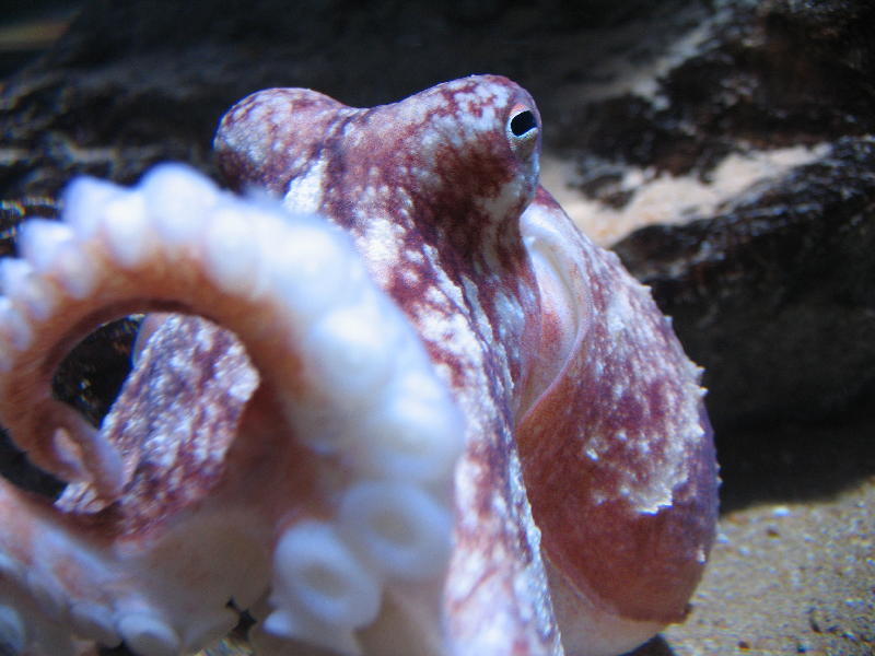 Octopus