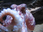 Octopus Octopus