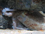 Octopus Octopus