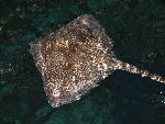 One of the friendly rays One of the friendly rays