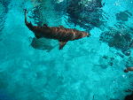 Shark! Shark!
