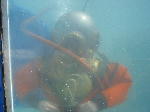 IMG_8265 IMG_8265