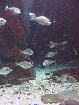 IMG_3455 IMG_3455