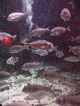 IMG_4439 IMG_4439