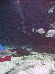 IMG_4441 IMG_4441