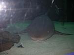 DSCN0145 DSCN0145