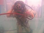 IMG_4806 IMG_4806