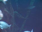 IMG_5452 IMG_5452