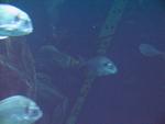 IMG_5453 IMG_5453
