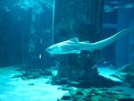 IMG_0617 IMG_0617