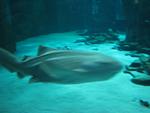 IMG_0623 IMG_0623