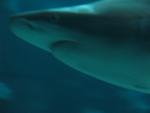 IMG_0625 IMG_0625