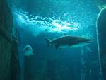 IMG_0627 IMG_0627