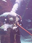 London Aquarium, London, UK: IMG 5720